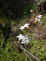 lithophragma affine